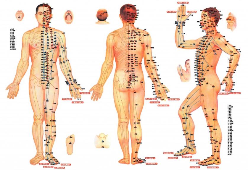 Formation sur l’acupuncture, Partie théorique, Partie pratique, Commande